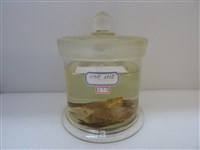 藏品(尖翅燕魚)的圖片